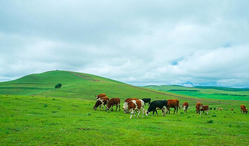 自駕游豐寧壩上草原攻略_自駕游豐寧壩上草原多少錢_豐寧自駕游