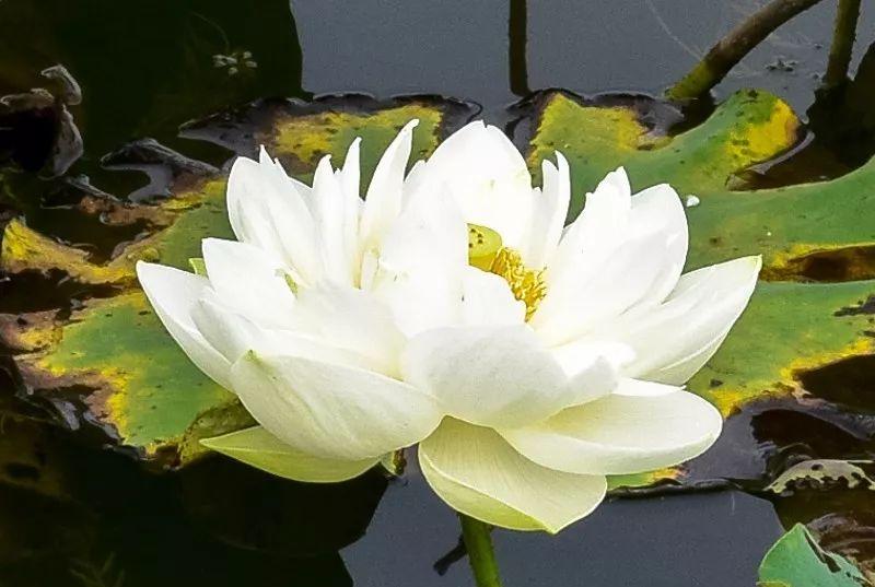 普者黑風景區視頻_普者黑旅游線路_廣西普者黑旅游攻略