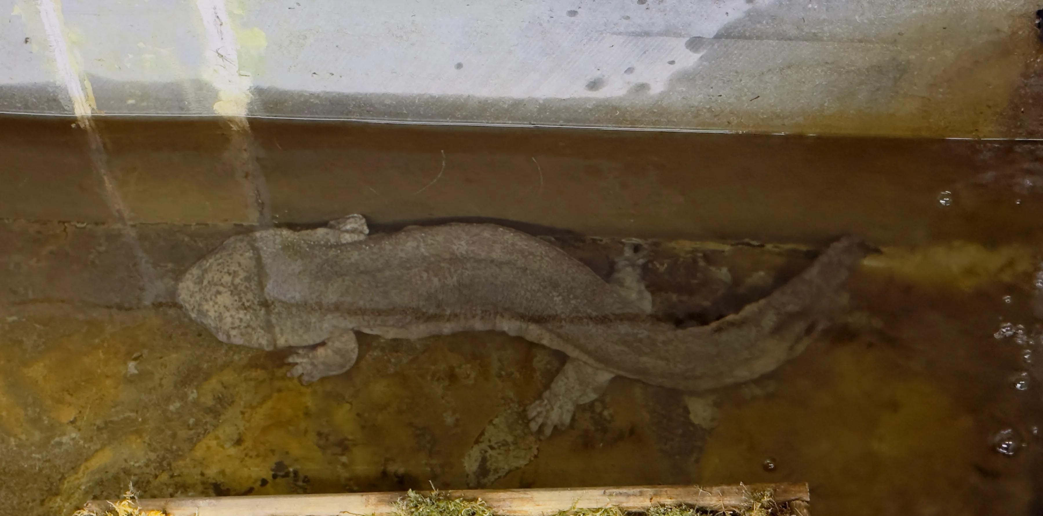 神農頂自駕游可以開車上去嗎_神農頂自駕游攻略_自駕神農頂景區路線圖