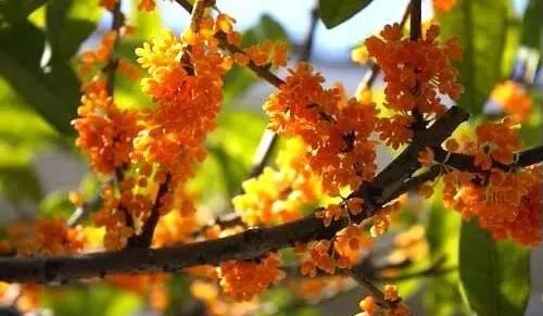 湖北十大旅游景點地圖_湖北省旅游景點大全_湖北最大旅游景點