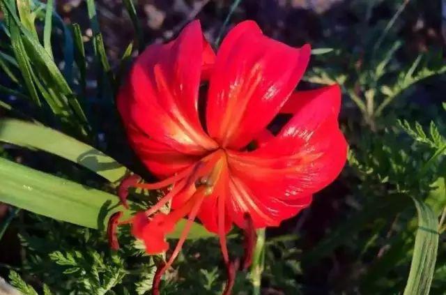 克旗旅游點_克旗旅游團_克旗自駕游