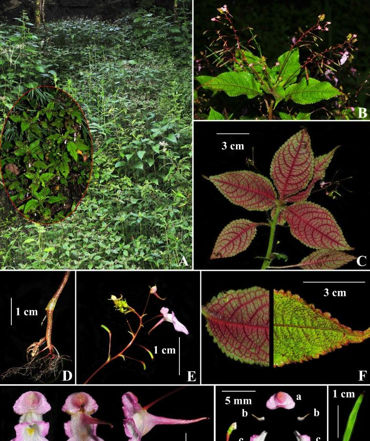 印度旅游吧_印度旅游跟團(tuán)_印度旅游團(tuán)