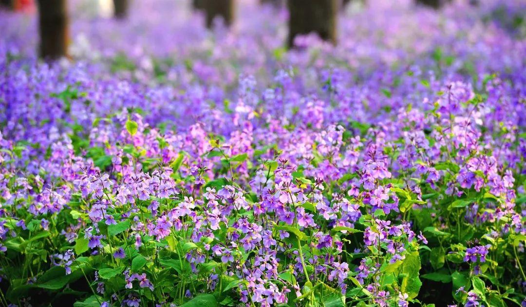 知名旅游博主鏡頭里的廣西_知名旅游博主_知名旅游博主有哪些