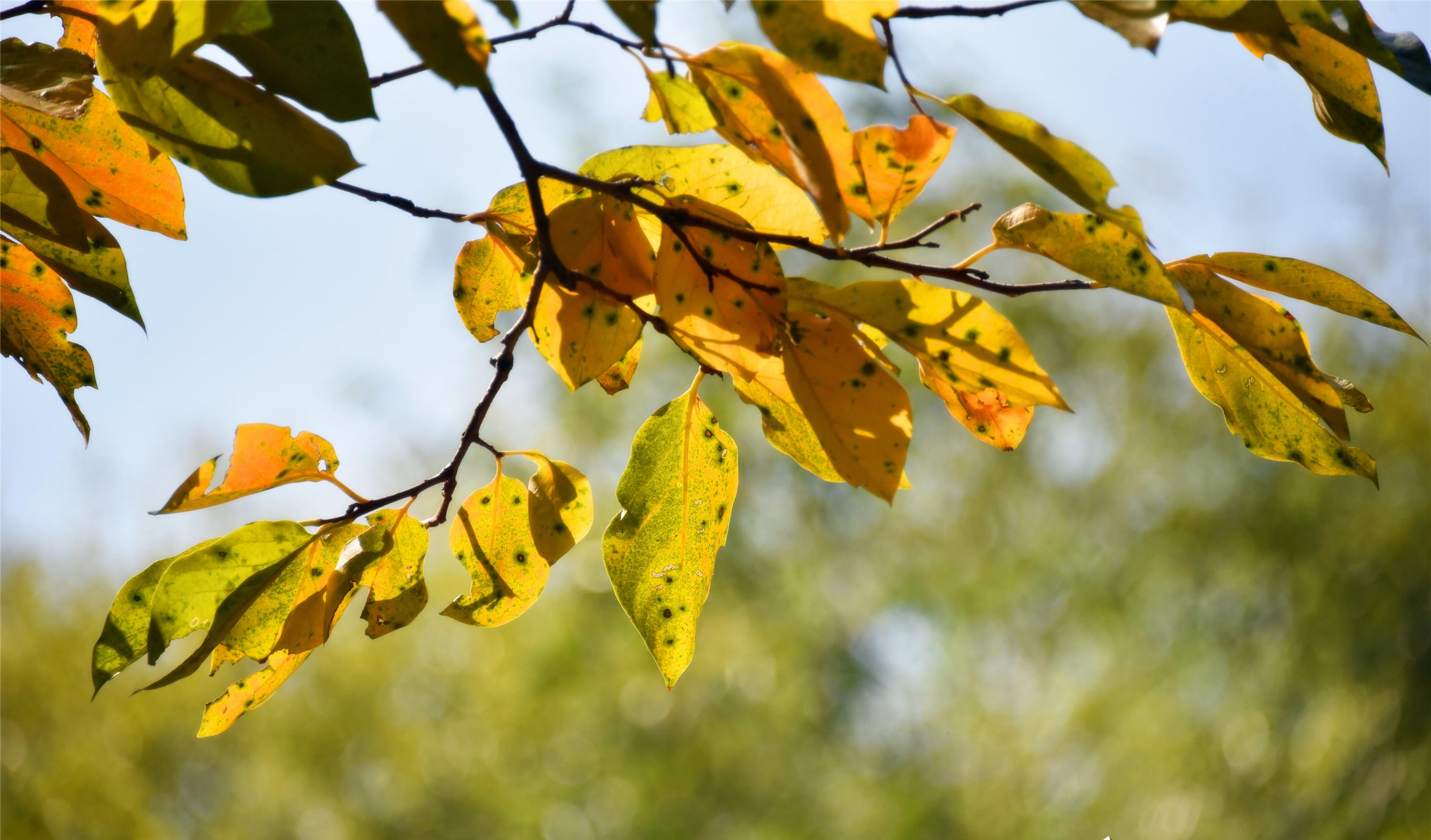 自駕游天柱山旅游攻略_自駕游天門山在哪里停車方便_5天自駕游