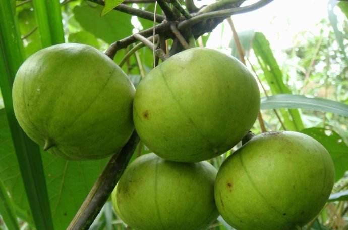 火車油加滿能跑多遠_火車加油嗎加啥油_火車加什么油