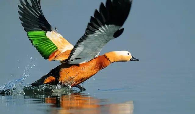 河南旅游風(fēng)景_河南旅游景_河南旅游景點大全景點排名