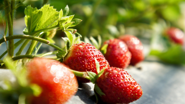 旗山一日游怎么安排_旗山旅游景點_自駕游旗山