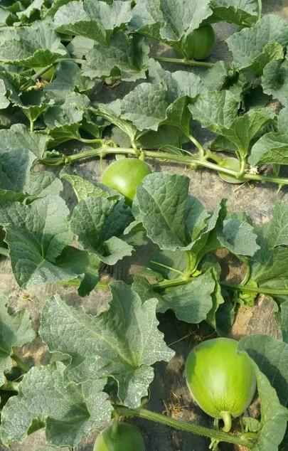 旗山旅游景點_旗山一日游怎么安排_自駕游旗山