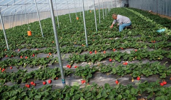 自駕游旗山_旗山一日游怎么安排_旗山旅游景點