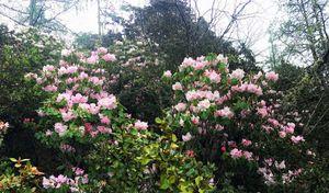 自駕宗游巴拉格多少錢_巴拉格宗自駕游兩日_巴拉格宗景區可以自己開車嗎