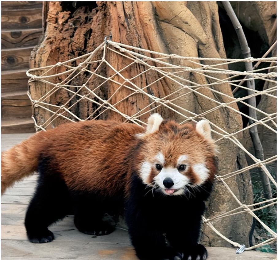 深圳旅游住什么位置方便_旅游深圳住哪里比較好_深圳旅游住哪里好