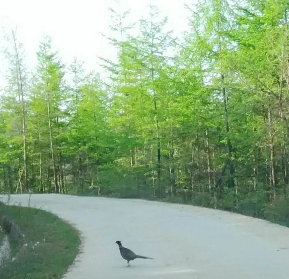 重慶到閬中之間有什么耍的_閬中到重慶自駕游_重慶自駕閬中沿途景點