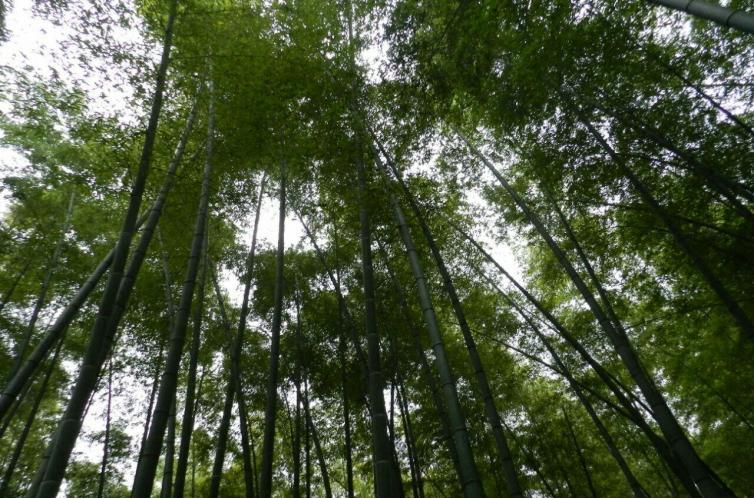 閬中到重慶自駕游_重慶自駕閬中攻略_重慶到閬中旅游