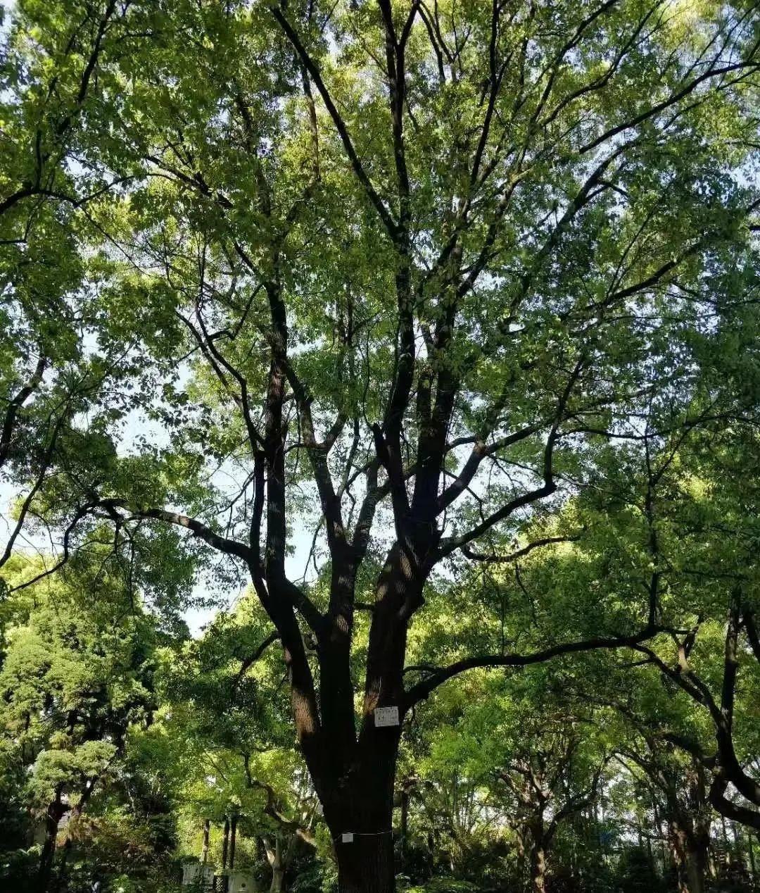 上海火車站離外灘多遠(yuǎn)_外灘距離火車站多遠(yuǎn)_火車站離外灘有多遠(yuǎn)