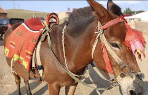 自駕游壞處_自駕游會不會太累_自駕游的影響