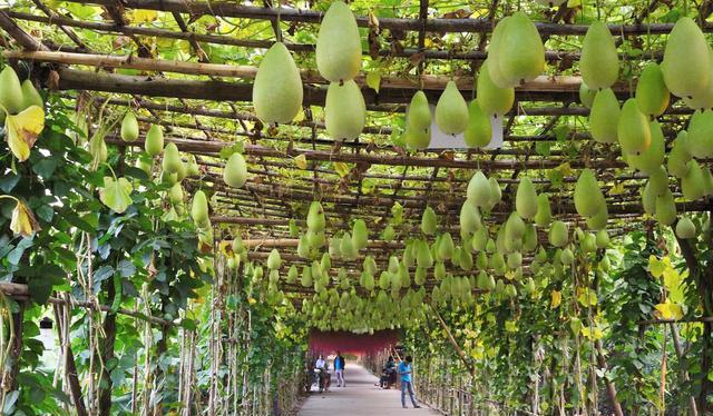 廣東自駕游十佳線路_廣東自駕游哪好玩_廣東自駕游記