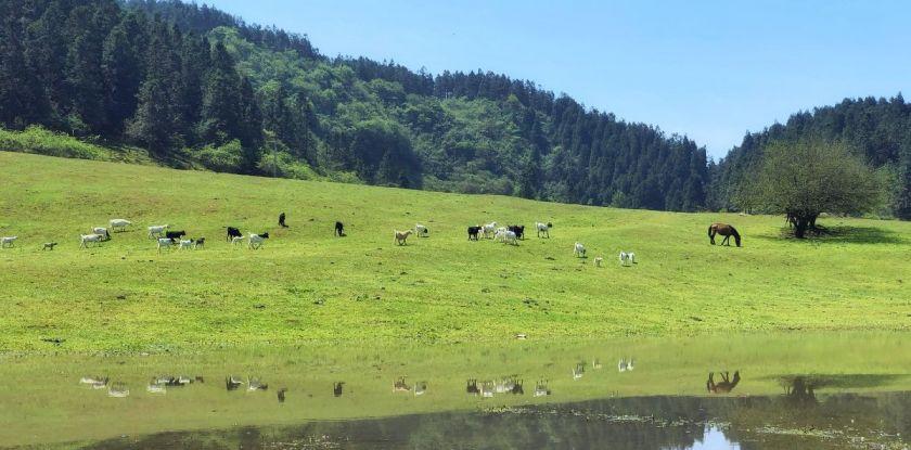 仙女山自駕游攻略_自駕仙女山路線_自駕游仙女山需要多少錢