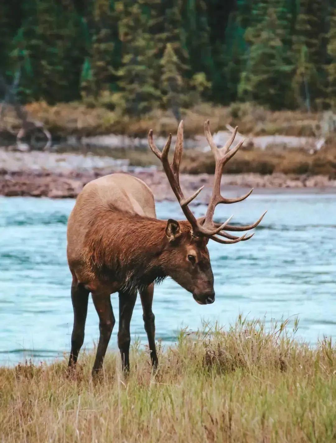 美國加拿大旅游_美國加拿大旅游路線_加拿大去美國旅游