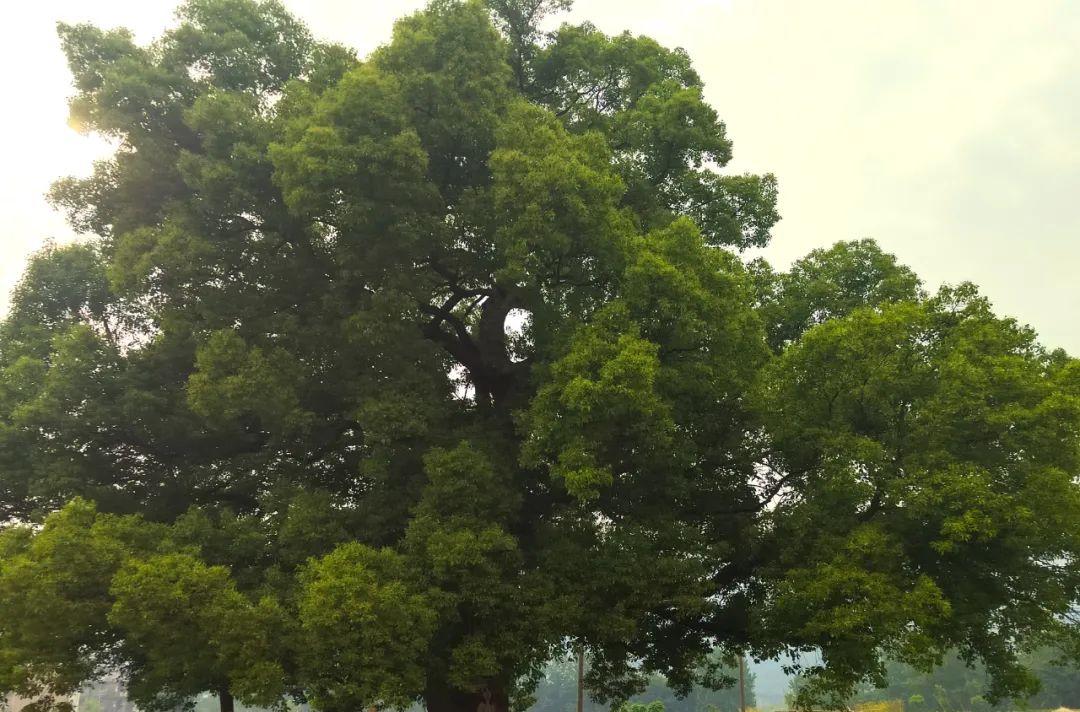 千島湖的旅游_旅游千島湖的朋友圈微信_旅游千島湖攻略