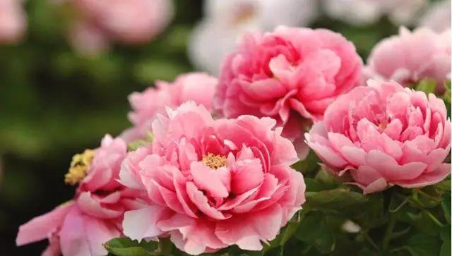 景點鄭州旅游距離近的有哪些_距離鄭州近的旅游景點_景點鄭州旅游距離近怎么辦