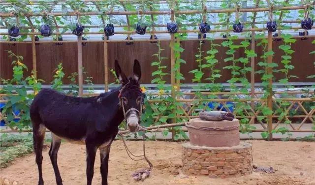 景點鄭州旅游距離近怎么辦_景點鄭州旅游距離近的有哪些_距離鄭州近的旅游景點