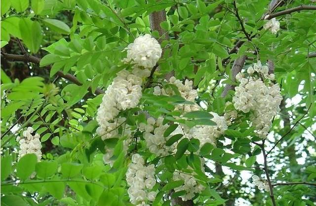 威海至滕州火車時(shí)刻表_威海到滕州火車票_威海到滕州的火車