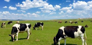 呼倫貝爾自駕游推薦_自駕呼倫貝爾旅游攻略_自駕游呼倫貝爾攻略