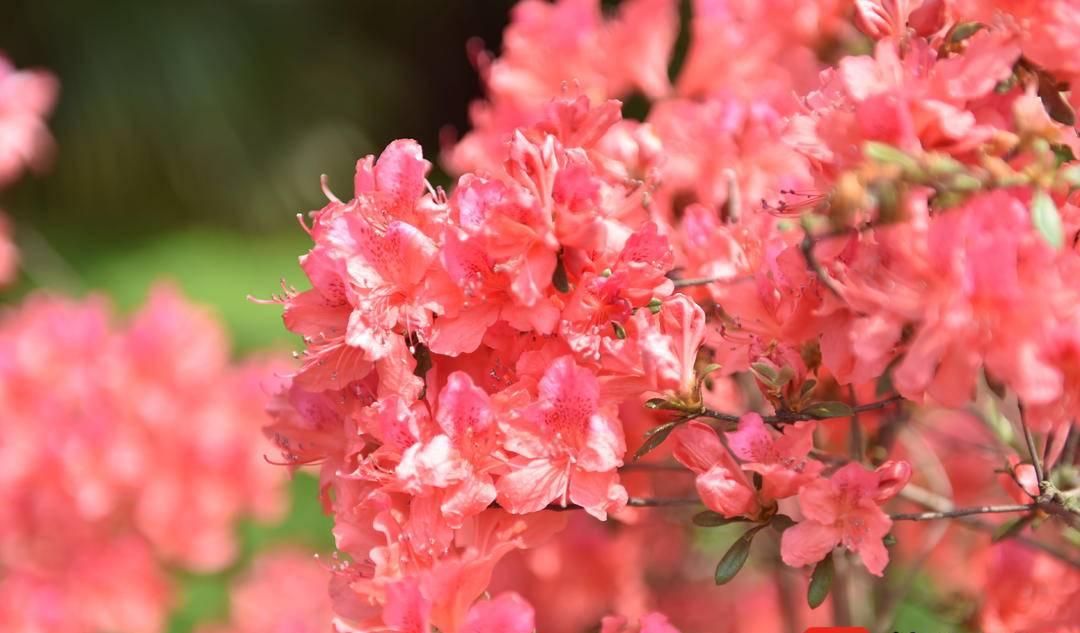 山東清明節(jié)旅游_清明山東去哪玩_清明節(jié)山東旅游景點推薦