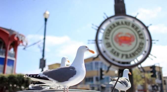 圣何塞景點_圣何塞旅游攻略_圣何塞自駕游