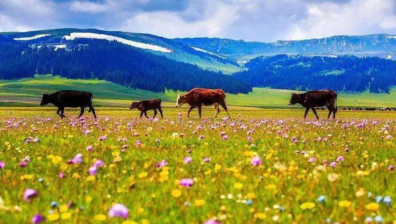 巴里坤自駕游線路_巴里坤旅游線路_巴里坤自駕游攻略