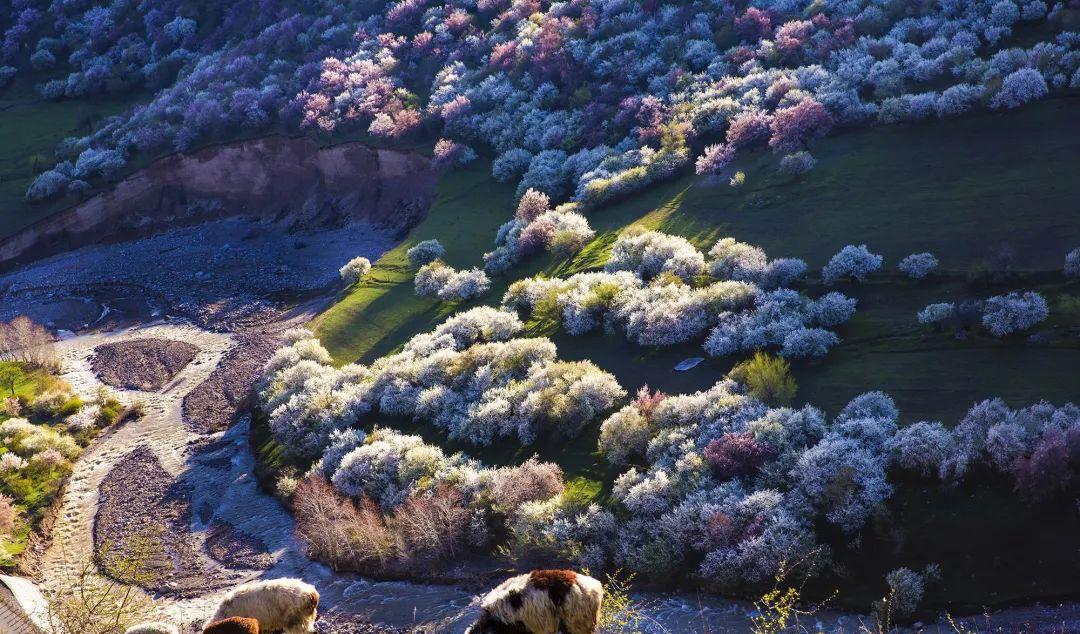 巴里坤旅游線路_巴里坤自駕游線路_巴里坤旅游