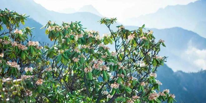 成都到天臺山自駕游_自駕成都天臺山一日游攻略_成都天臺山有多遠