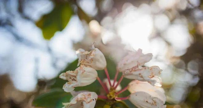 自駕成都天臺山一日游攻略_成都到天臺山自駕游_成都天臺山有多遠