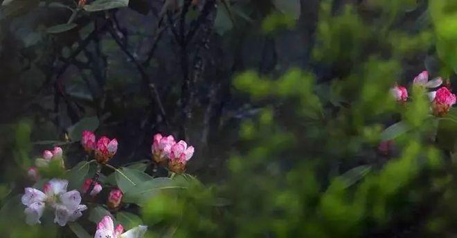 成都天臺山有多遠_自駕成都天臺山一日游攻略_成都到天臺山自駕游