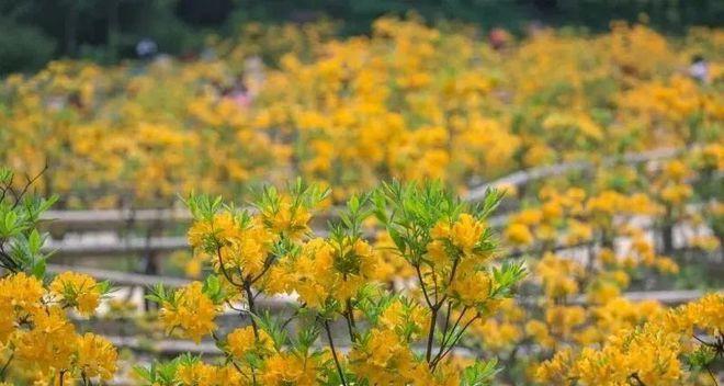 成都到天臺山自駕游_成都天臺山有多遠_自駕成都天臺山一日游攻略