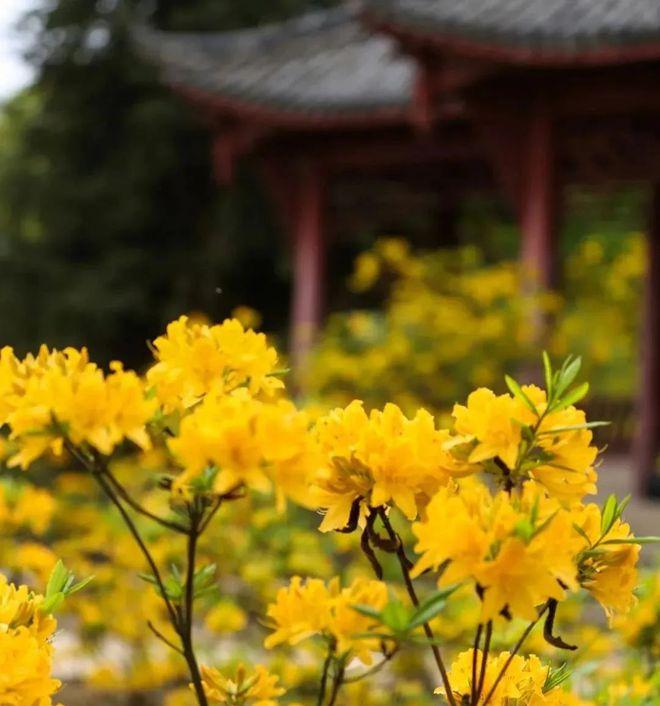 成都天臺山有多遠_成都到天臺山自駕游_自駕成都天臺山一日游攻略