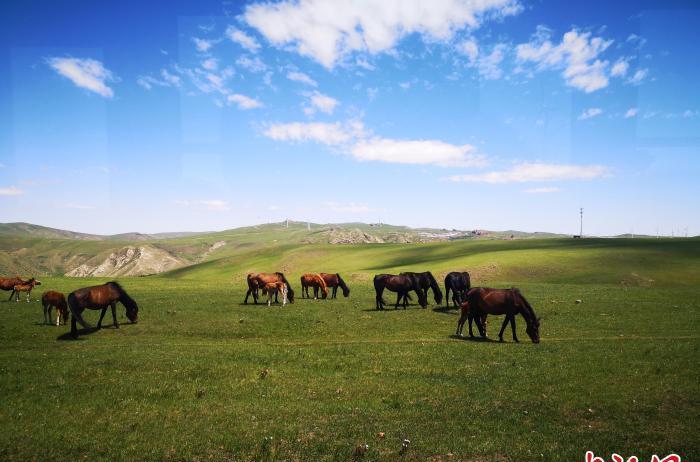 北京自駕草原_北京草原自駕游最佳路線_北京最近的草原自駕游