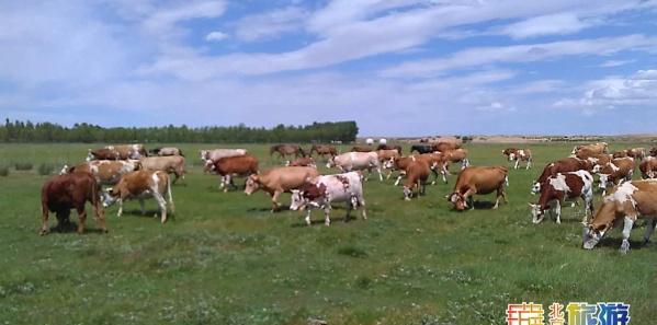 北京自駕游草原攻略_北京自駕草原游玩攻略_北京最近的草原自駕游