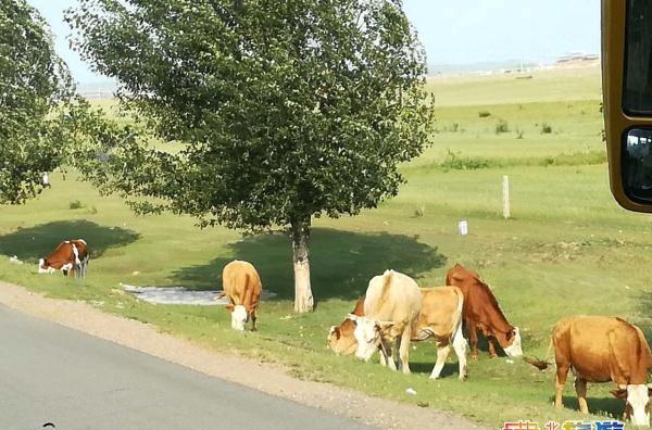 北京自駕游草原攻略_北京自駕草原游玩攻略_北京最近的草原自駕游
