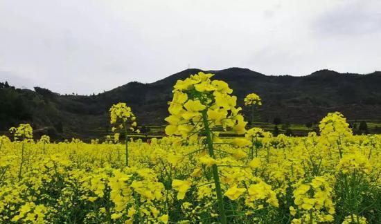 永嘉茗岙梯田天氣預報_麗水永嘉茗岙景區_永嘉茗岙梯田自駕游
