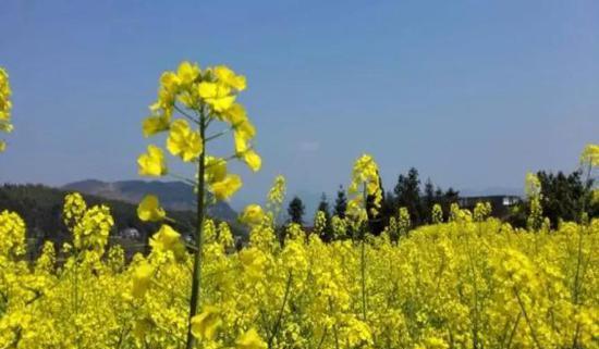 麗水永嘉茗岙景區_永嘉茗岙梯田自駕游_永嘉茗岙梯田天氣預報