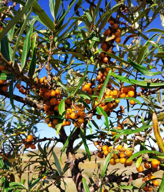 新鄉(xiāng)到壩上草原自駕游_新鄉(xiāng)到豐寧壩上草原_距離新鄉(xiāng)最近的草原