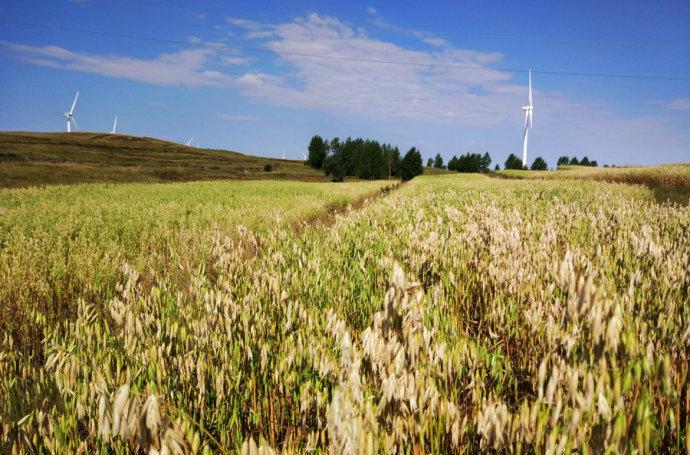 距離新鄉(xiāng)最近的草原_新鄉(xiāng)到壩上草原自駕游_新鄉(xiāng)到豐寧壩上草原