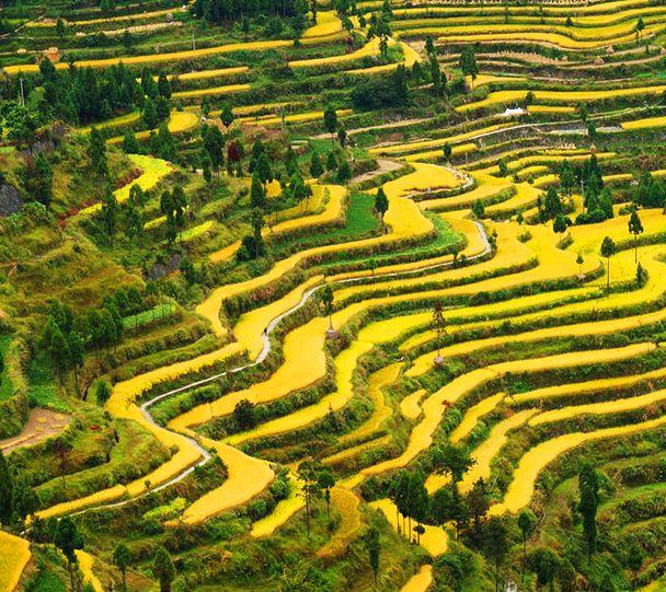 永嘉茗岙梯田自駕游_永嘉茗岙農家樂_永嘉茗岙梯田天氣預報