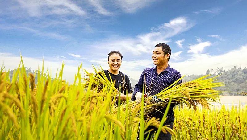 永嘉茗岙農家樂_永嘉茗岙梯田自駕游_永嘉茗岙梯田天氣預報