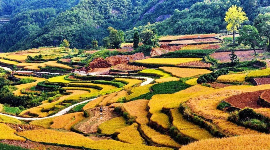 永嘉茗岙農家樂_永嘉茗岙梯田天氣預報_永嘉茗岙梯田自駕游