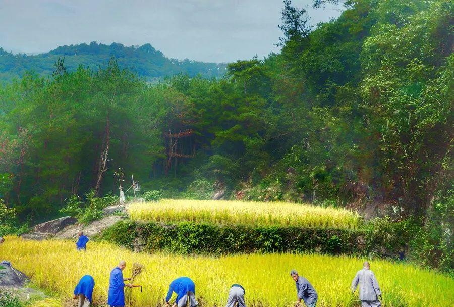 永嘉茗岙梯田天氣預報_永嘉茗岙梯田自駕游_永嘉茗岙農家樂