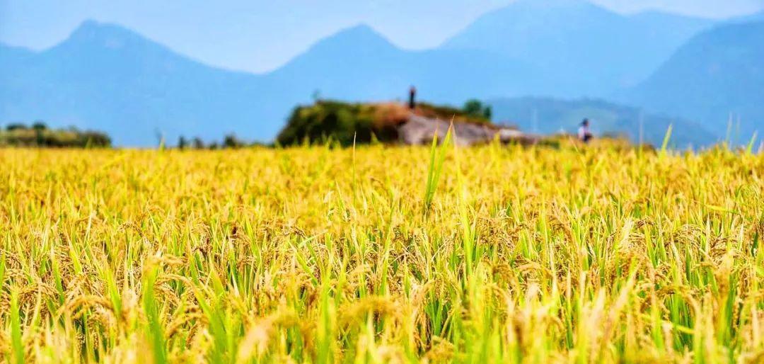 永嘉茗岙農家樂_永嘉茗岙梯田自駕游_永嘉茗岙梯田天氣預報