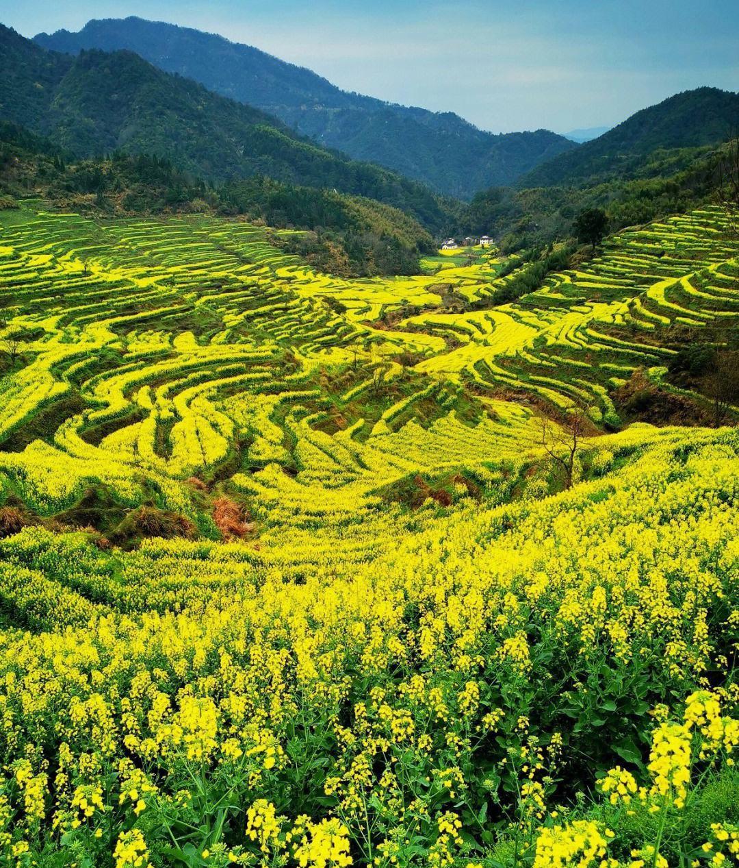 婺源冬天旅游_冬季婺源旅游攻略_婺源冬季旅游