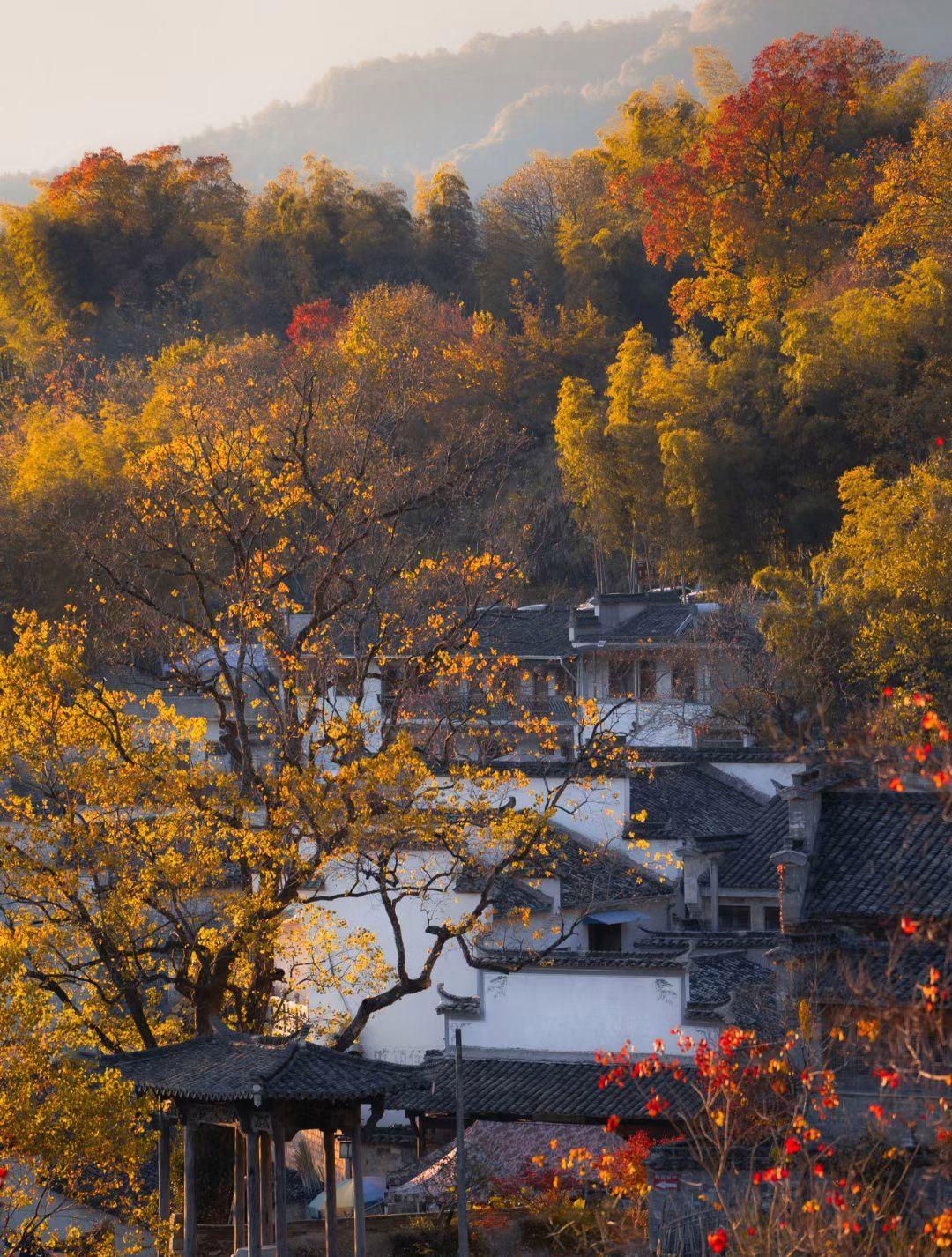 婺源冬天旅游_婺源冬季旅游_冬季婺源旅游攻略